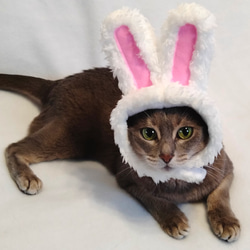 貓狗cosplay 白兔頭飾（帽子） 第4張的照片