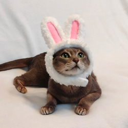 貓狗cosplay 白兔頭飾（帽子） 第3張的照片