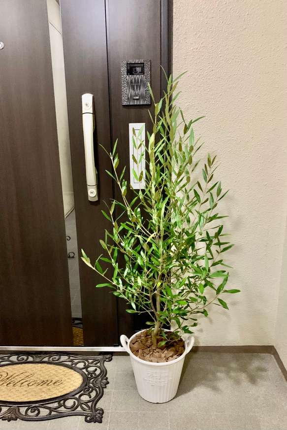 Haru樣專用 手作植木鉢