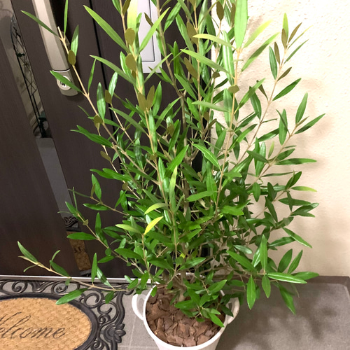 オリーブの木　フリーカット　空想は果てしなく広がる　約34cm オリーブの木 フリーカット 空想は果てしなく広がる 約34cm