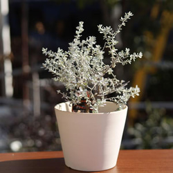白い陶器の植木鉢 (焼きしめ) (釉薬なし) (すり鉢タイプ) 11枚目の画像