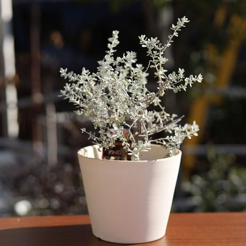 白い陶器の植木鉢 (焼きしめ) (釉薬なし) (すり鉢タイプ) 一輪挿し