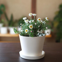 白い陶器の植木鉢 (焼きしめ) (釉薬なし) (すり鉢タイプ) 12枚目の画像