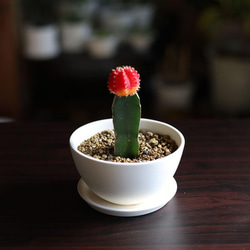 白い陶器の植木鉢 (焼きしめ) (釉薬なし) (ボールタイプ) 12枚目の画像