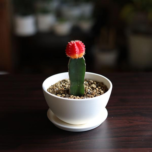 白い陶器の植木鉢 (焼きしめ) (釉薬なし) (ボールタイプ) 12枚目の画像