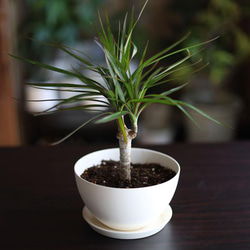 白い陶器の植木鉢 (焼きしめ) (釉薬なし) (ボールタイプ) 13枚目の画像