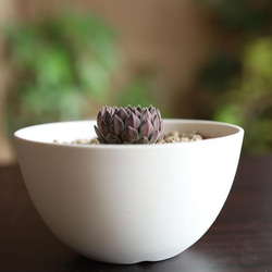 白い陶器の植木鉢 (焼きしめ) (釉薬なし) (ボールタイプ) 11枚目の画像