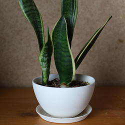 白い陶器の植木鉢 (焼きしめ) (釉薬なし) (ボールタイプ) 16枚目の画像