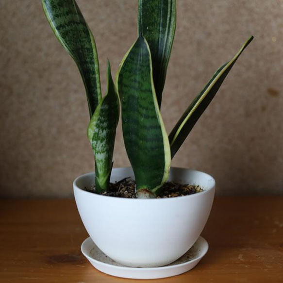 白い陶器の植木鉢 (焼きしめ) (釉薬なし) (ボールタイプ) 16枚目の画像