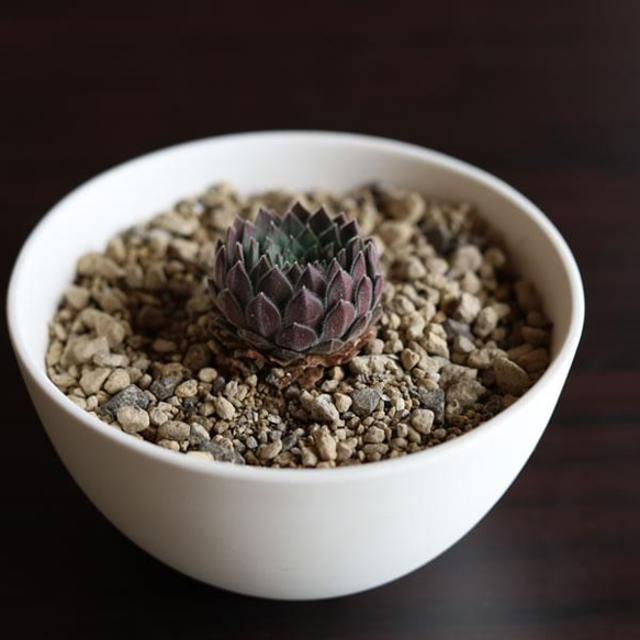 白い陶器の植木鉢 (焼きしめ) (釉薬なし) (ボールタイプ) 10枚目の画像