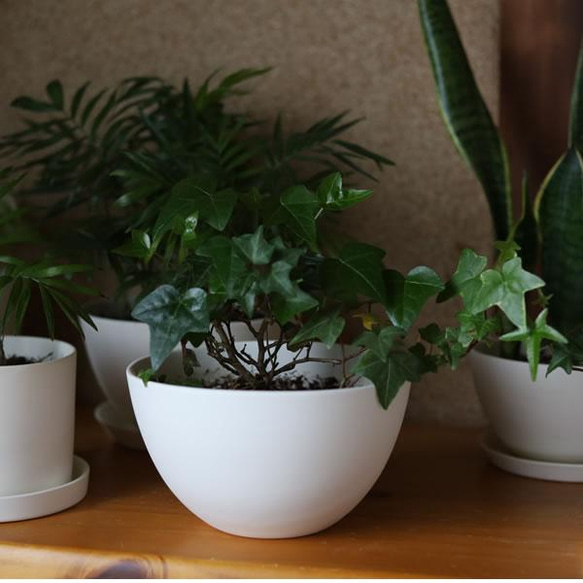 白い陶器の植木鉢 (焼きしめ) (釉薬なし) (ボールタイプ) 15枚目の画像