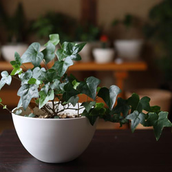 白い陶器の植木鉢 (焼きしめ) (釉薬なし) (ボールタイプ) 14枚目の画像