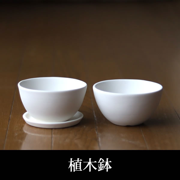 ビカクシダ 白い陶器の鉢