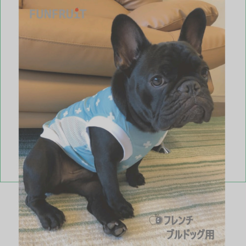 犬服【フレブル♡パグ】