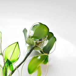 【植物標本 S】薔薇(ばら) -Billiard Green- 4枚目の画像