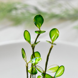 【植物標本 S】スプラウト Sprout 12枚目の画像