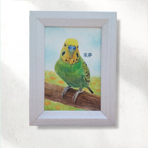 セキセイインコの水彩肖像画【手描き原画】（簡易額付/オーダー） 絵画