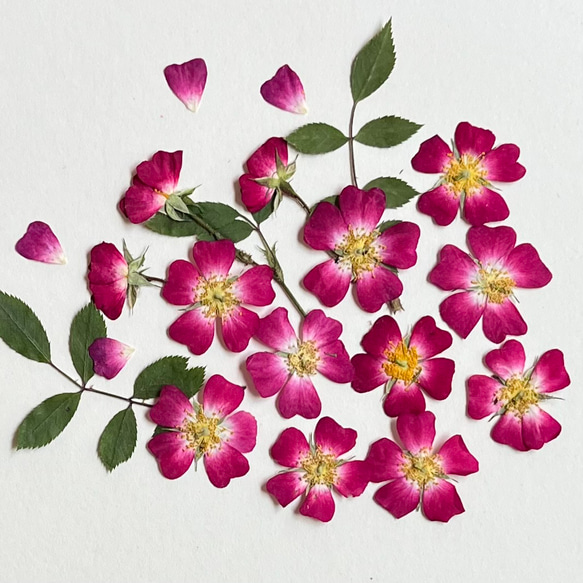 押し花素材（一重ミニバラ) その他素材 hanahana 通販 7397995
