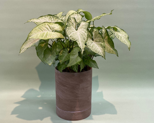 シンゴニウム【送料無料】サトイモ科 観葉植物 陶器鉢入り その他