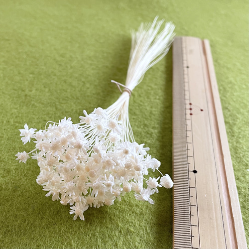 送料無料 スターフラワーミニ＊白 500円商品4点ごとにお好きな1点  