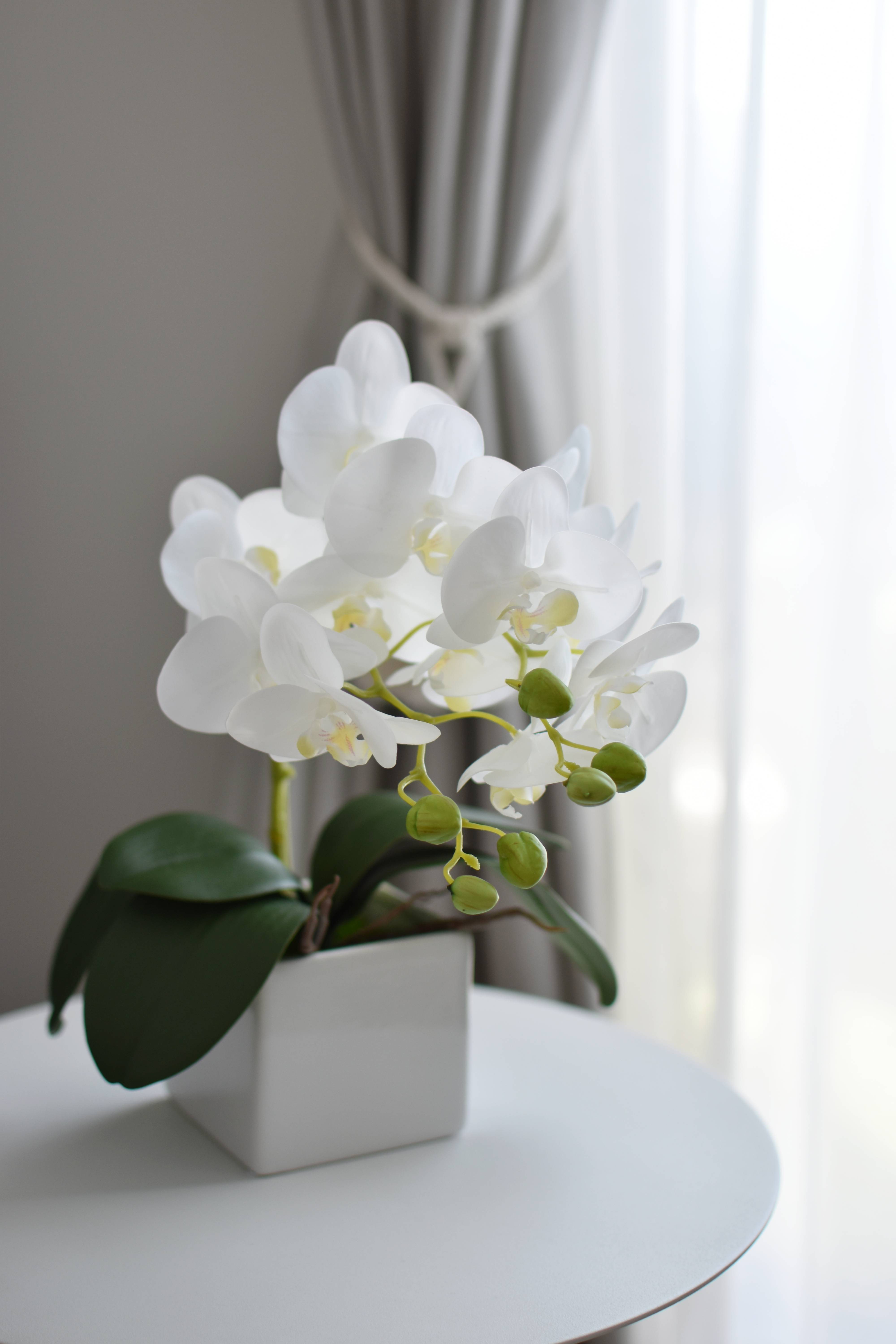 お祝いにも♪胡蝶蘭のスタイリッシュなアレンジメント