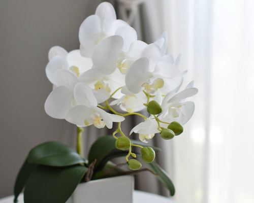 お祝いにも♪胡蝶蘭のスタイリッシュなアレンジメント アートフラワー
