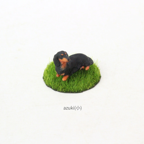 ロングヘアード・ミニチュア・ダックスフンド ブラックタンの