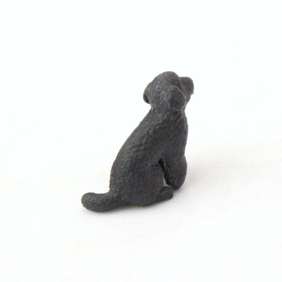 玩具貴賓犬黑色圖 第3張的照片