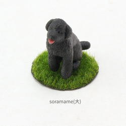 玩具貴賓犬黑色圖 第6張的照片