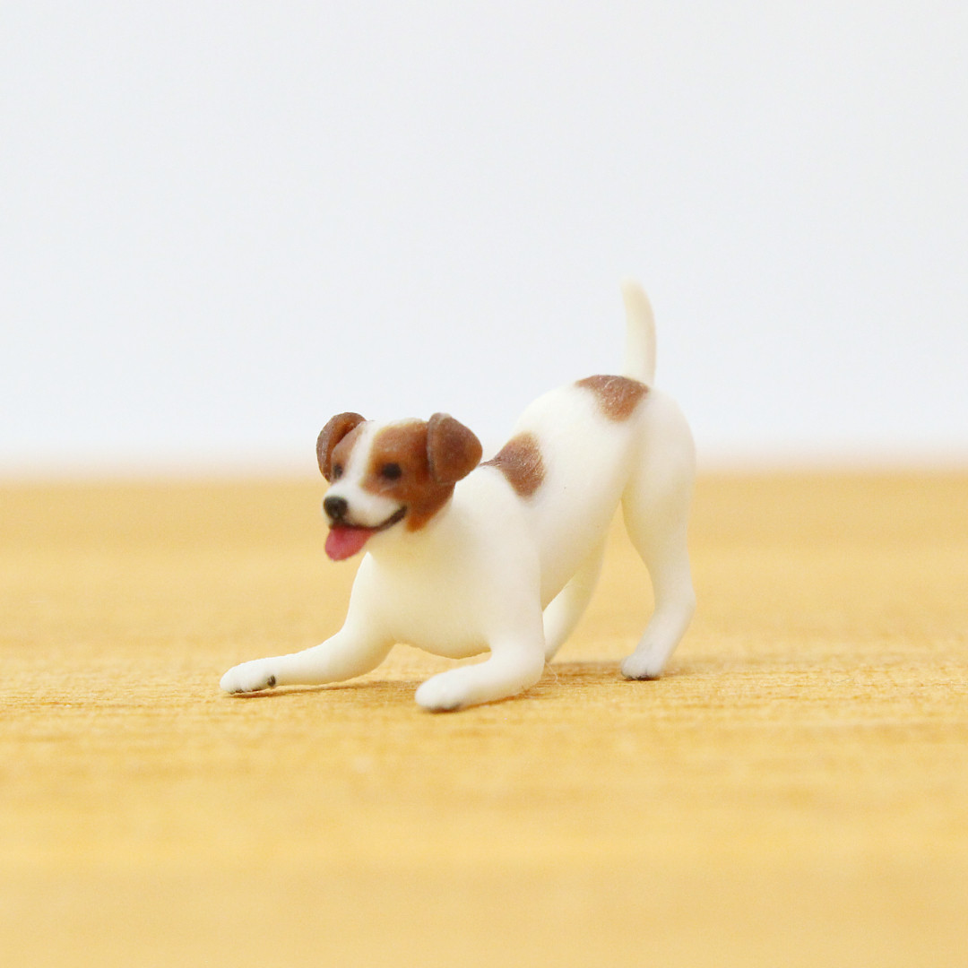 しろい犬 ○ 白柴犬 （オス）№54 ｜ペットショップスズキ