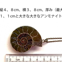 1.1億年前的Ammonite XL項鍊 第2張的照片