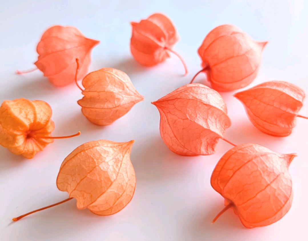 【受注制作】Ground Cherry Lanthanum. 本物のお花　ほおずきとパールのかんざし　鬼灯/リーフ/簪