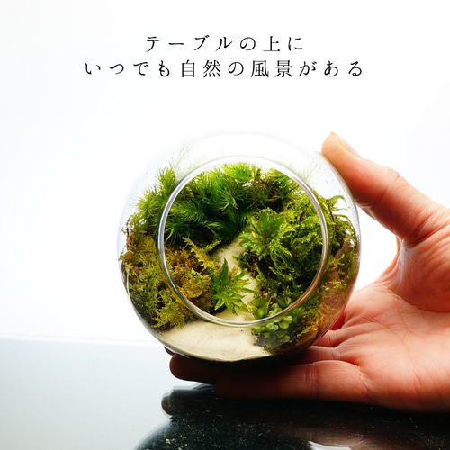 ホソバオキナゴケ 苔パック | 苔テラリウム専門店Feel The Garden