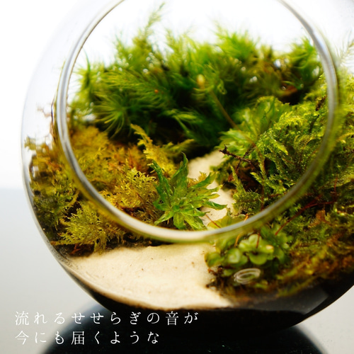 珍しい 苔テラリウム ボトルテラリウム 10cm 完成品 テラリウム 苔盆景 苔玉・苔