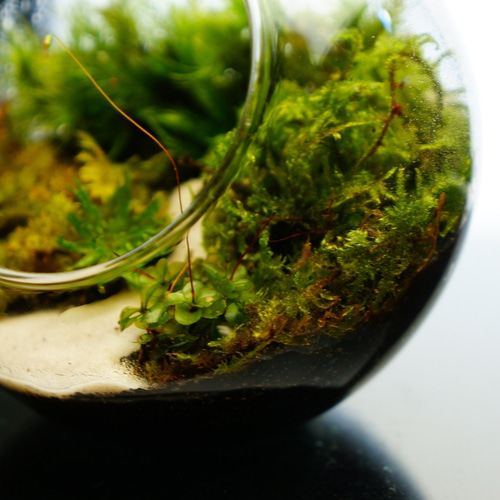 10cm ボトルテラリウム 苔テラリウム 完成品 苔盆景 テラリウム 10cm ボトルテラリウム 苔テラリウム 完成品 苔盆景 テラリウム