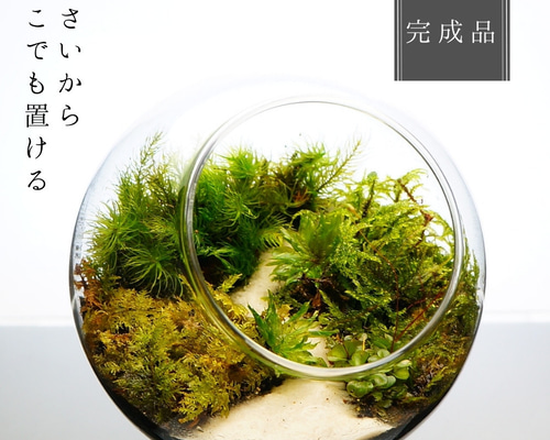 完成品】 苔テラリウム 65mm 石セット ガラスボトルテラリウム