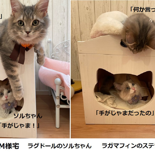 楽天市場】【ねこハウス 入口猫顔 天井床取外し式】 北海道産のパイン材 猫小屋 オリジナル キューブ 猫 ネコ キャット ベッド 家 カントリー家具  ベッド かわいい 木製 肉球 ネコハウス ハンドメイド 手作り 猫ハウス 日本製 国産 キャットタワー 木 : 木製品とペット 