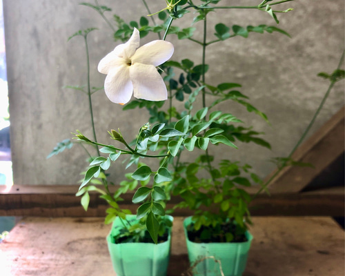 Amazon | 常緑低木 大輪 ジャスミン ホワイトプリンセス1株 | 植木