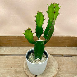 【引取り限定】　サボテン　大雲閣180cm 3cb175ca2ac5dca960ce35103addf4