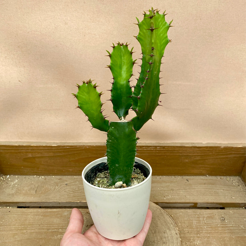 観葉植物 多肉植物 ユーフォルビア 大雲閣 アートフラワー plant life