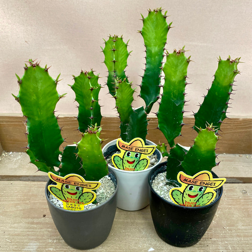 観葉植物 多肉植物 ユーフォルビア 大雲閣 アートフラワー plant life