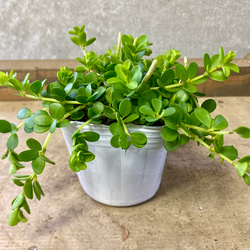 多肉植物 セダム 新玉つづり ビアホップ 2ポットset アートフラワー