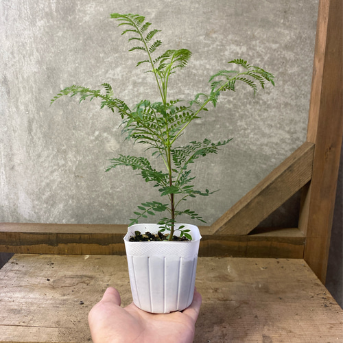 ジャカランダ 苗木 楽天市場】ジャカランダ 苗の通販