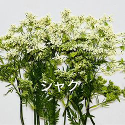 ドライフラワー～カワラハハコ ドライフラワー hanahana 通販 14572835