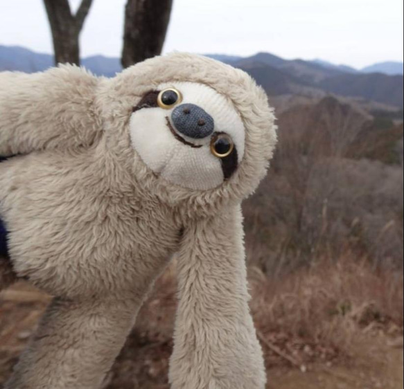 色違いのナマケモノ(1ヶ月以内で発送) 12枚目の画像