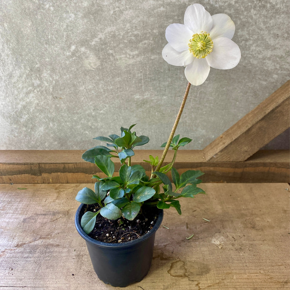 クリスマスローズ ニゲル F1マリア アートフラワー plant life 通販