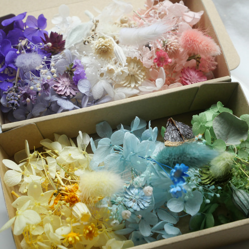 6色2Boxチーゼルフラワー入り＊ハーバリウム花材ドライフラワー 花材