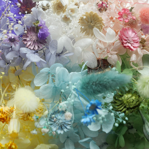 6色2Boxチーゼルフラワー入り＊ハーバリウム花材ドライフラワー 花材