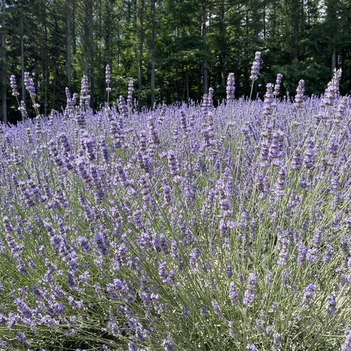 北海道富良野産ラベンダーリース おかむらさき ラベンダードライ