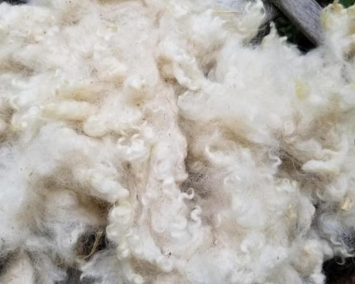 長野県産コリデール羊原毛100g 湯洗い後納品 国産羊毛 夾雑物超多